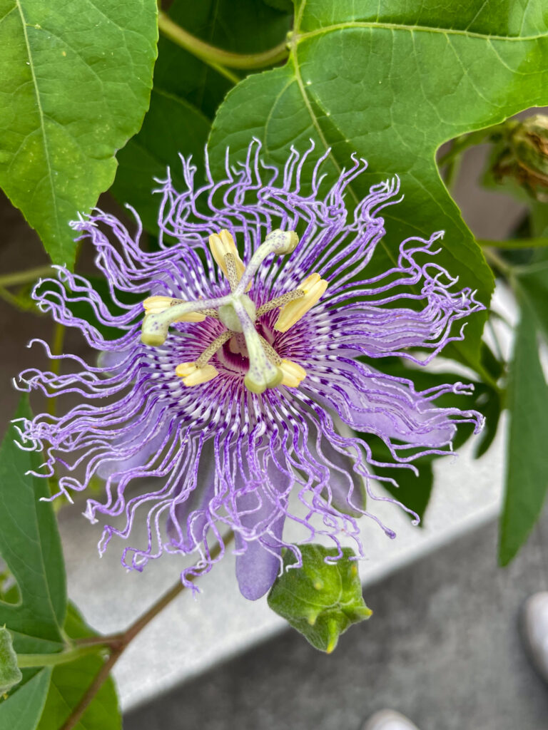 brooklyn botanic garden flower