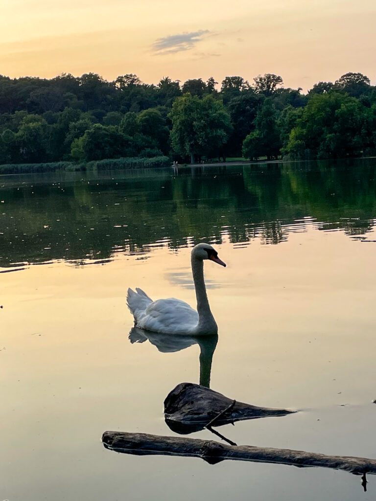 prospect park lake swan