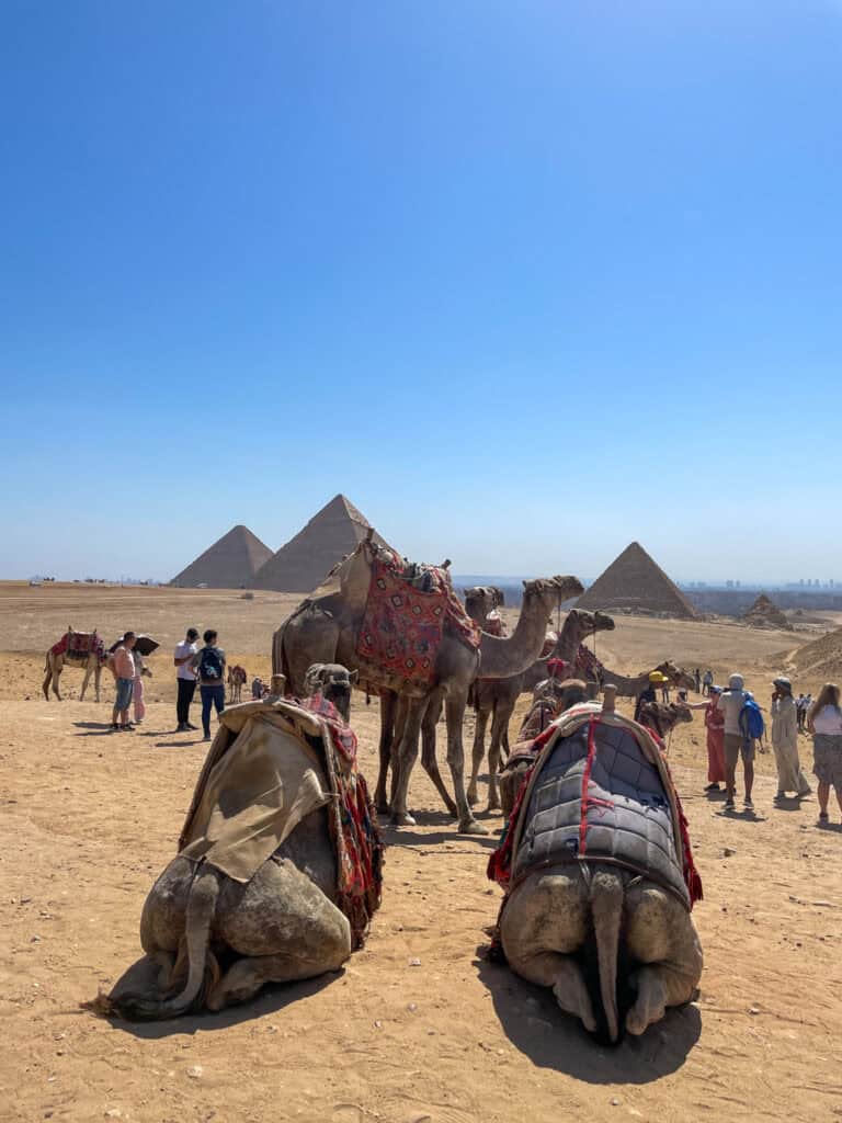 camel with three pyramids