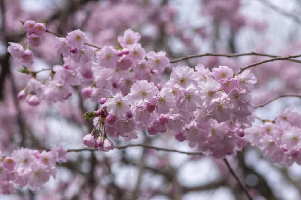 Prunus sargentii cherry blossom