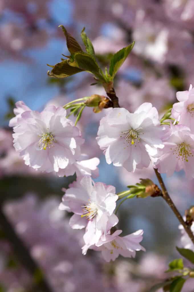 Prunus serrulata