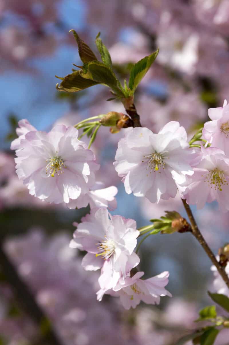 South Korean Trees | 10 Major Species in Korea's Forests | Your Local's ...