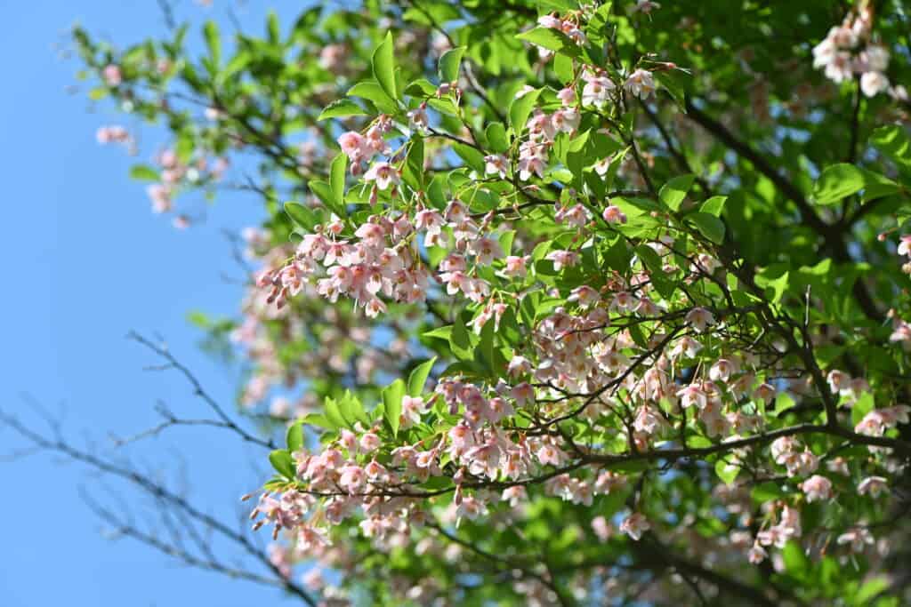 Snowbell Tree Styrax japonicus