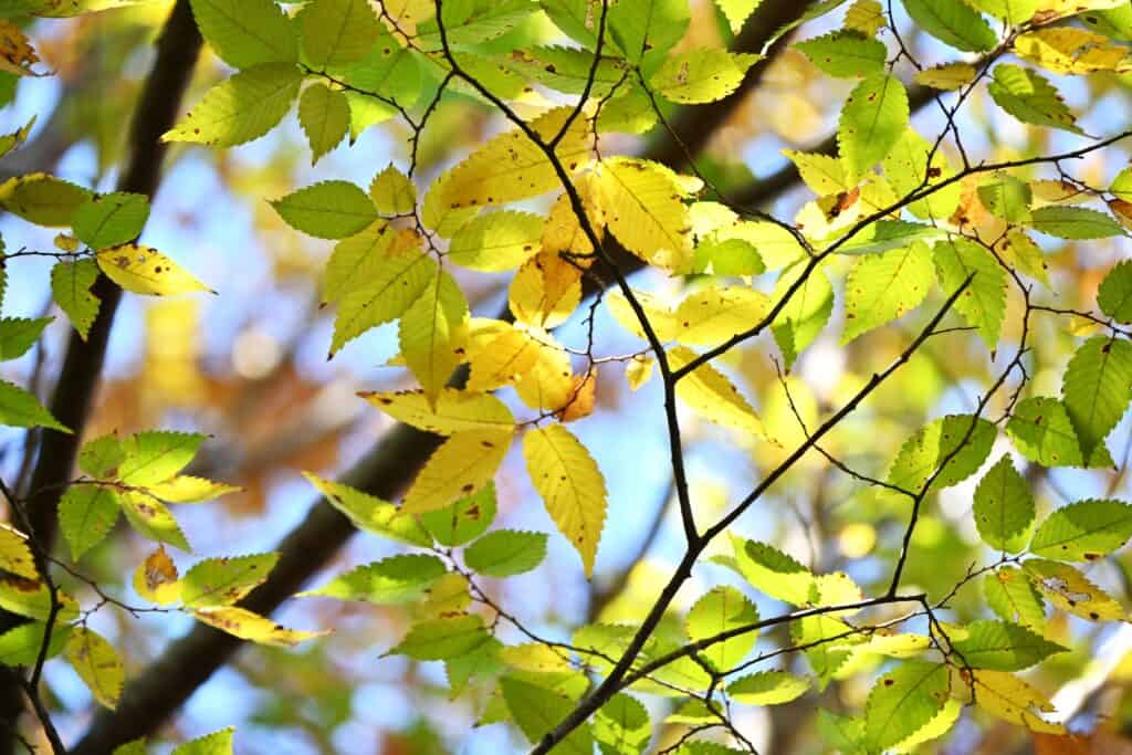 Zelkova serrata