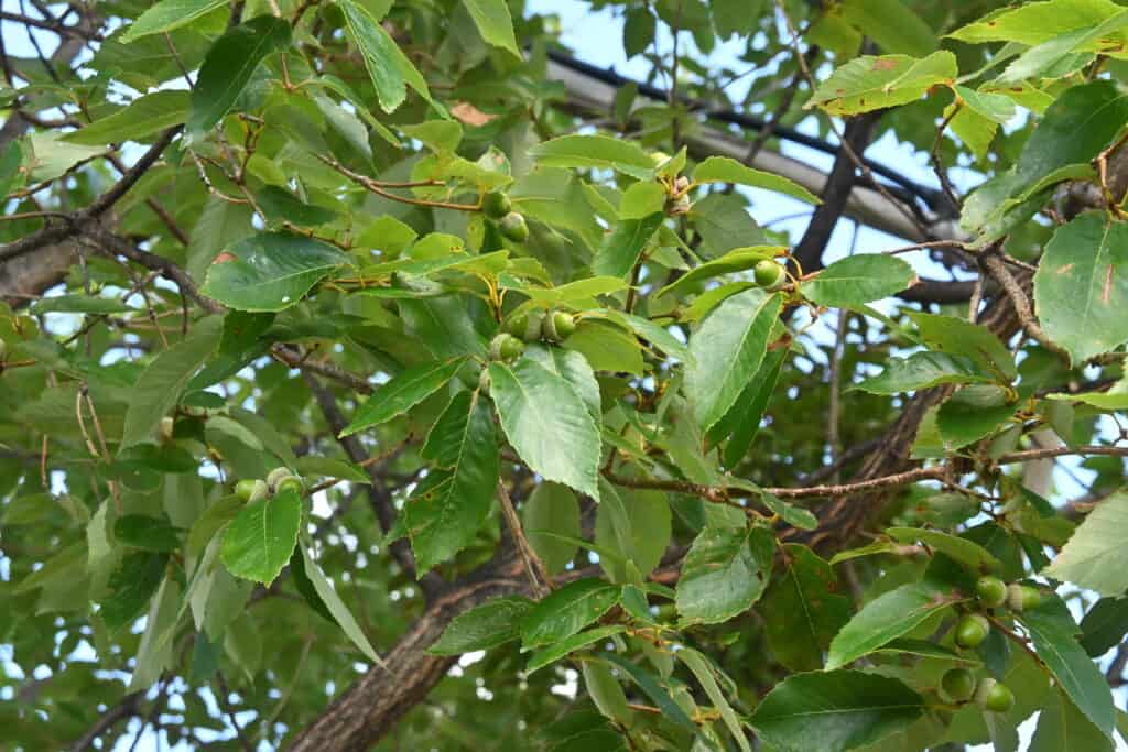 jolcham oak acorns