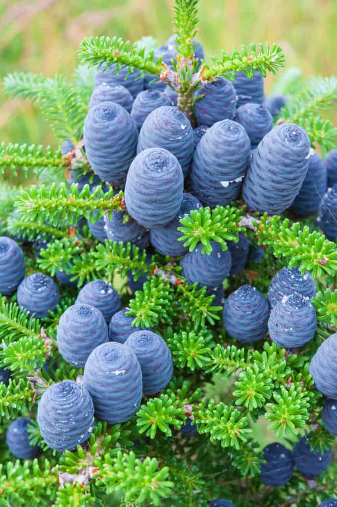 korean fir abies koreana