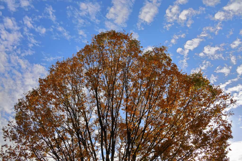 zelkova tree