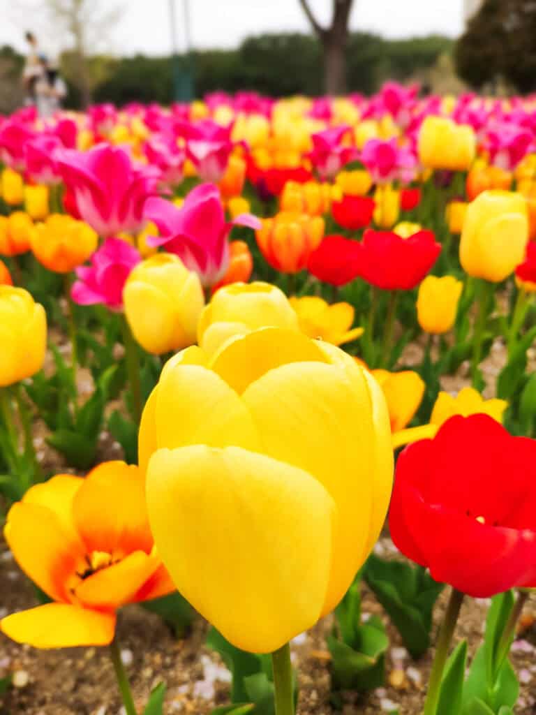 taean tulip festival