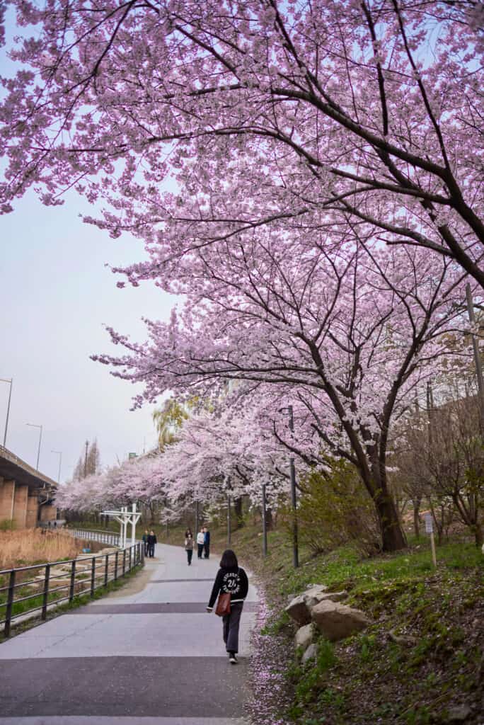 yeouido cherry blossom festival