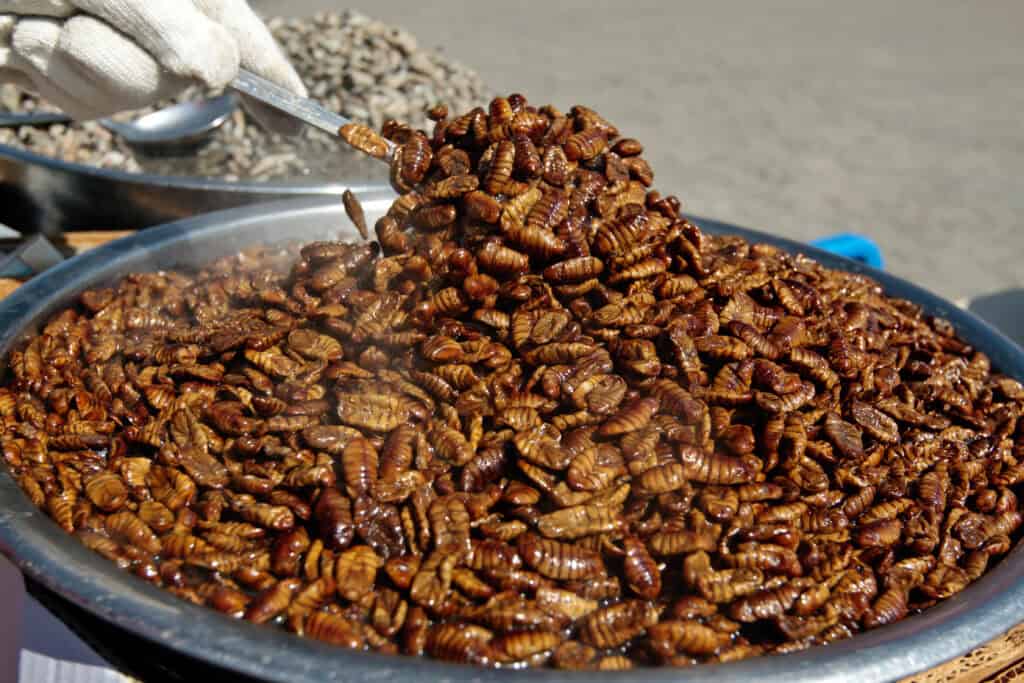 Fried Silkworm Pupa Beondegi